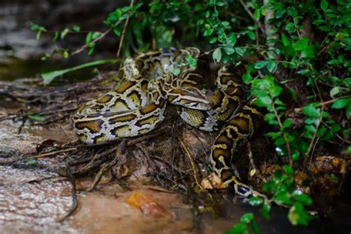 Amazing Burmese Python Facts & Care!