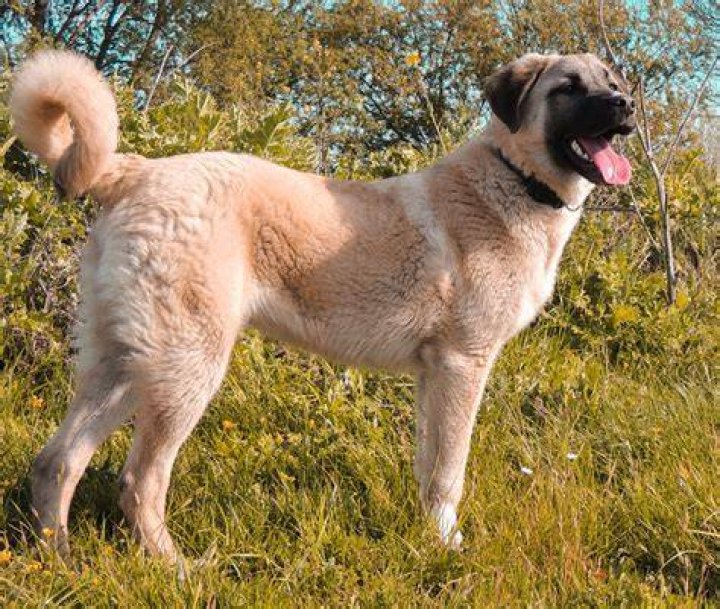 Discover the Wonders of Kangal: A Comprehensive Guide to Turkey's Majestic Breed