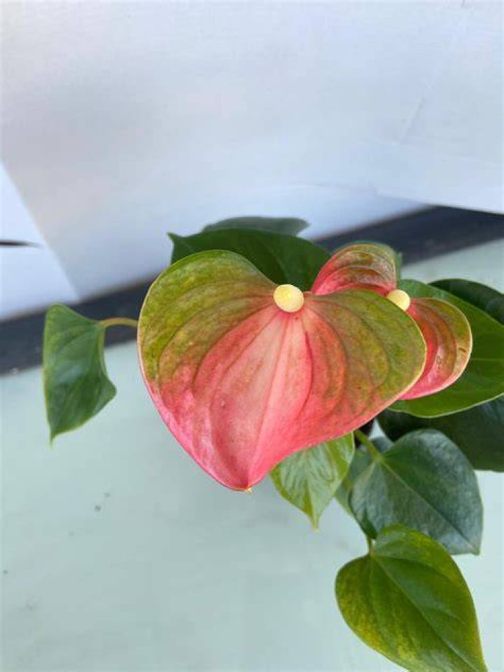 Emma Anthurium HD: Unveiling the Beauty and Allure