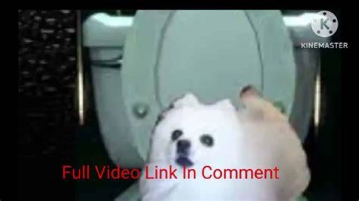 Kirby Dog Video Full: Hilarious Compilation!