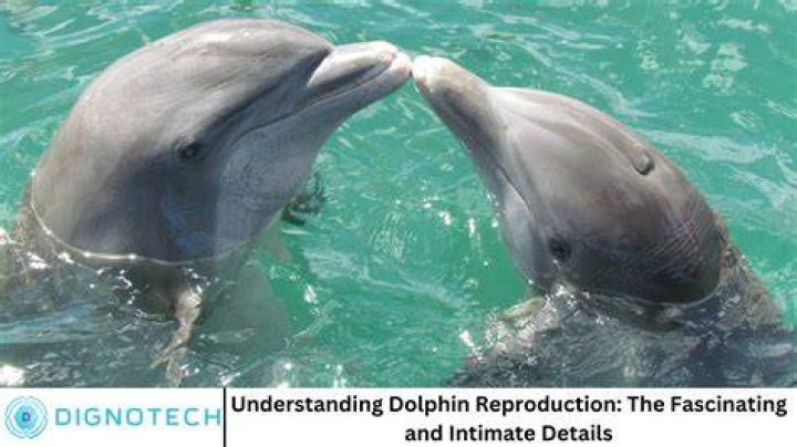Male Dolphin Reproduction: A Comprehensive Guide to Understanding the Process