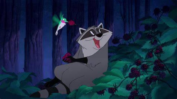 Meeko Raccoon Pocahontas: The Ultimate Guide to Disney's Beloved Character