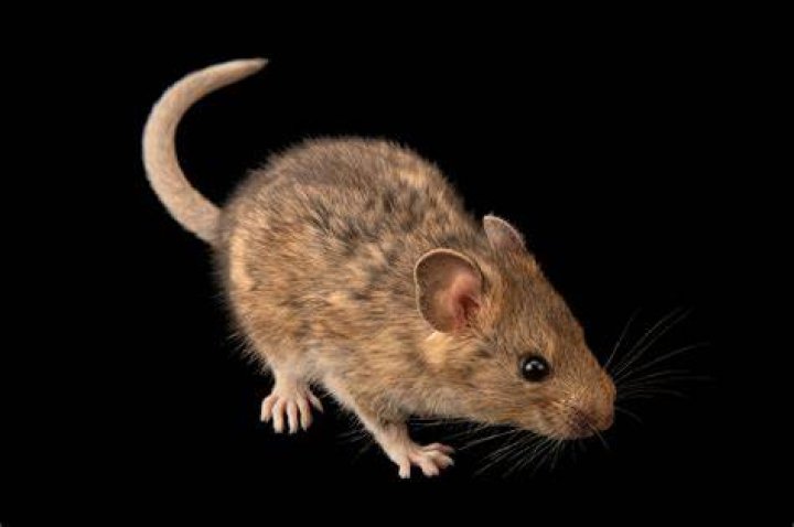 Neotoma Mexicana: The Fascinating World of Mexican Woodrats