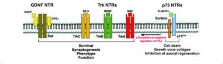 What is NTR? A Comprehensive Guide to Understanding NTR in Modern Contexts
